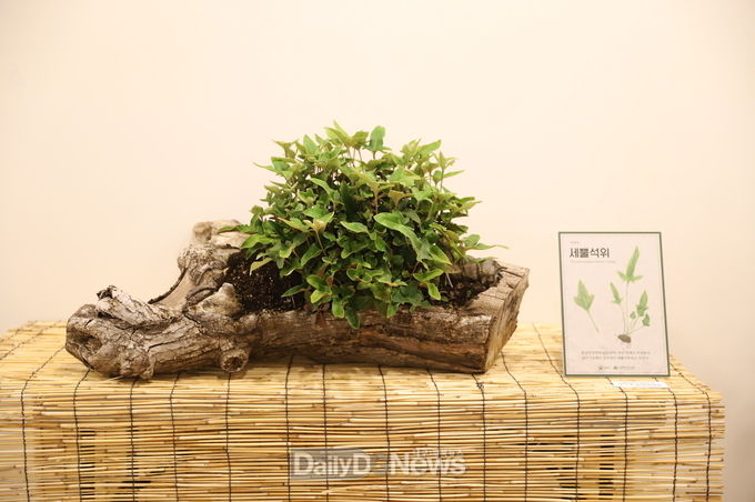 사진제공 국립백두대간수목원