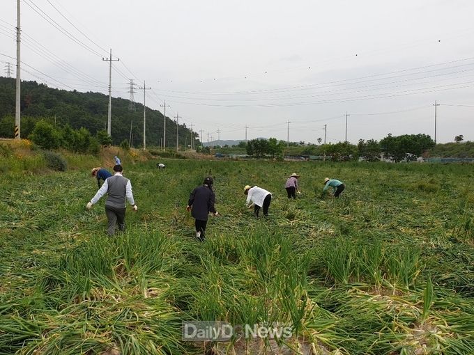 사진제공 고령군