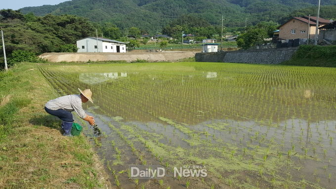 사진제공 고령군