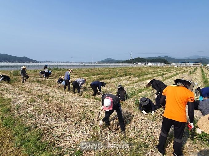 사진제공 고령군