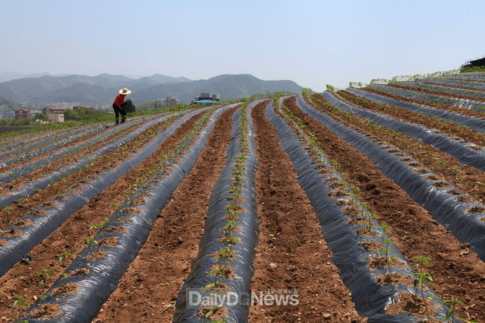청송군, 고추 재배농가 멀칭비닐 지원사업 추진