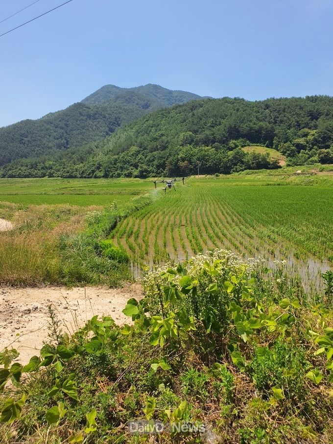 울진군, 무인항공활용 벼 병해충 공동방제 시작