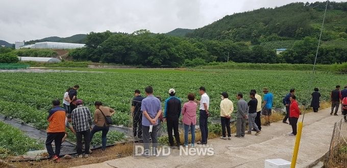 영양군, 수박재배농가 현장 합동순회 교육 실시