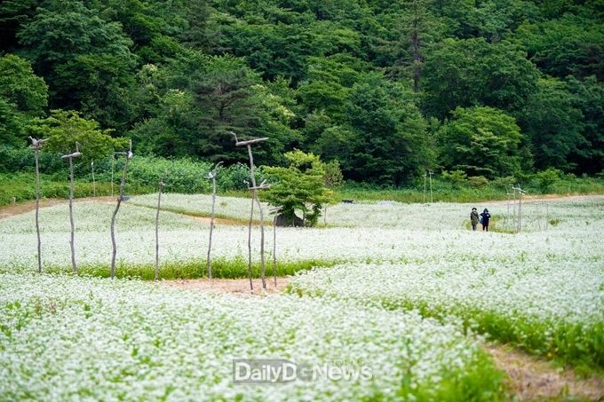 사진제공 울릉군