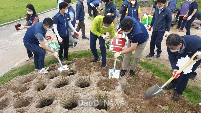 지난 6월 직원 소통 나무심기 행사에서 이강덕 포항시장이 장미 묘목을 심고 있다.