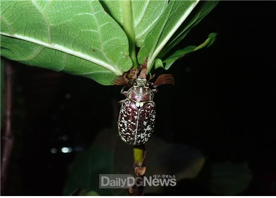신규 서식지에서 발견된 수염풍뎅이 수컷