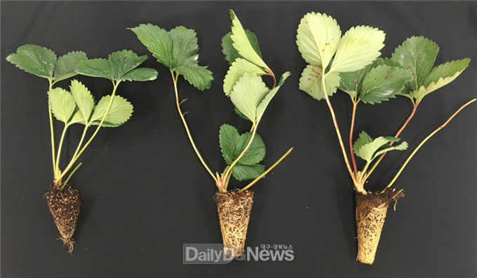 사진제공 고령군) 사진 왼쪽부터 <비가림 고설 제자리포트>, <노지고설 지상부면적 100㎠>,<노지고설 지상부면적 122㎠><br>
