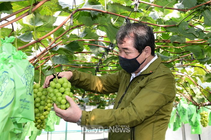 김충섭 김천시장이 현장에서 농업인들의 어려움을 듣고 정책에 반영하기 위해 9월 15일 개령면 샤인머스켓 시설재배농가에서 수확체험을 하고 있다.
