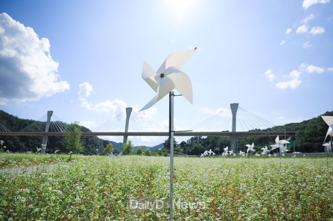 9월 15일 안동시 풍산읍 계평리 717번지 낙동강 유휴부지, 서안동대교 아래에 새하얀 메밀꽃이 만개해 장관을 이루면서 메밀꽃 필 무렵의 ‘이효석’과 ‘봉평’을 떠오르게 한다.