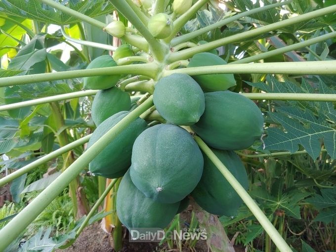 성주참외체험형 테마공원 내 원예힐링관 스마트 팜 기술로 시험재배 성공