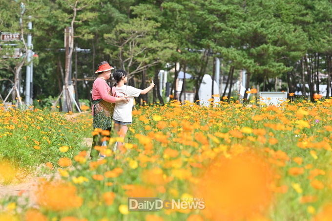가을 황화 코스코스가 넘실거리는 산소카페 청송군