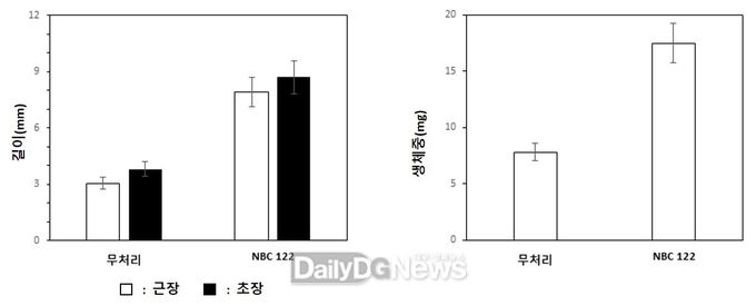 염해 스트레스 조건하에서 균주 처리에 의한 식물 생장 촉진 효과