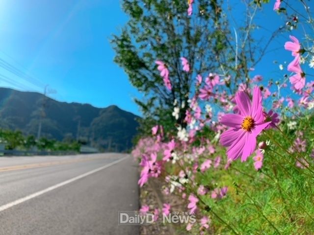 고령군, 노인일자리 가을 코스모스 꽃길 조성