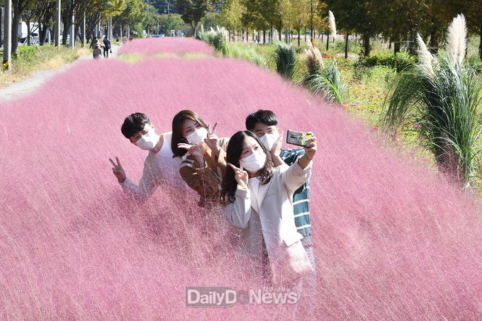 대구 달성군 논공삼거리 인근에 조성한 핑크뮬리 정원 모습. (사진=달성군 제공)