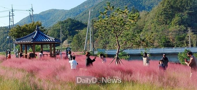 문경시 신기동 영강변ㅇ에 분홍빛 핑크뮬리 만개