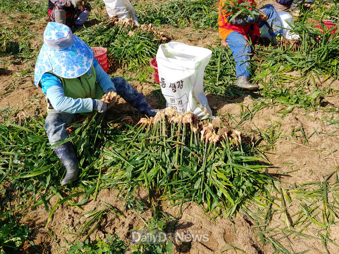 안동생강 '21년 밭작물공동경영체육성 공모사업 선정