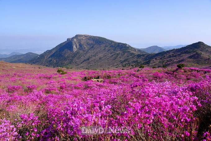 ‘2021 열린관광지 공모사업’에 선정된 대구 달성군 비슬산 참꽃군락지. (사진=달성군 제공)