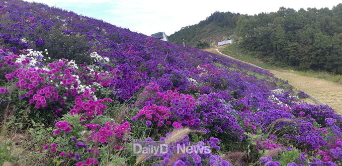김천시, 댐 사면 초화류 식재 관리로 특색 있는 자연경관 연출