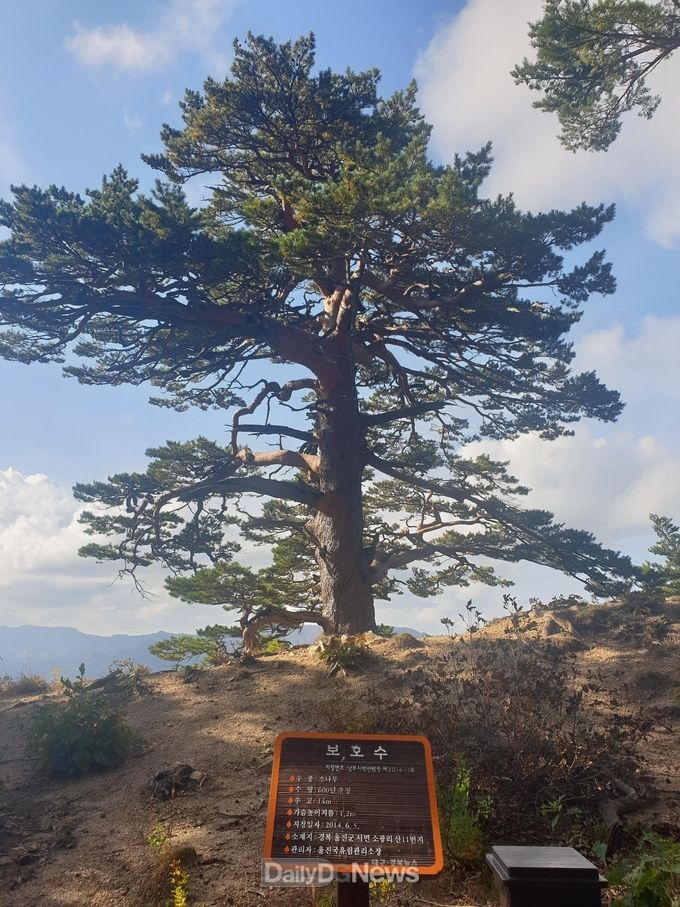 남부지방산림청, 국민안전 및 편의 도모 위한 보호수 생육현황 점검