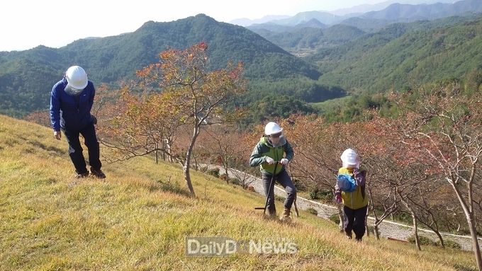 울진군, 가로수 전정 및 생육환경개선사업