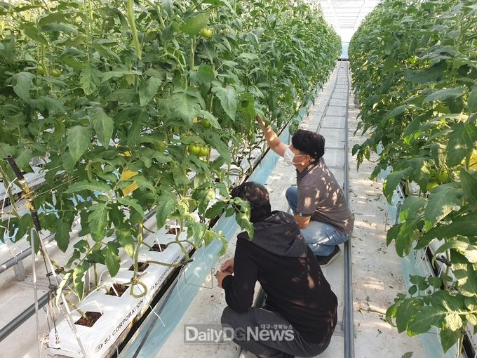 군위군, ‘천적 농법’으로 고품질 안전한 농산물 생산