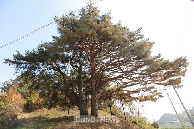 예천 수한리 소나무’경상북도 기념물 지정