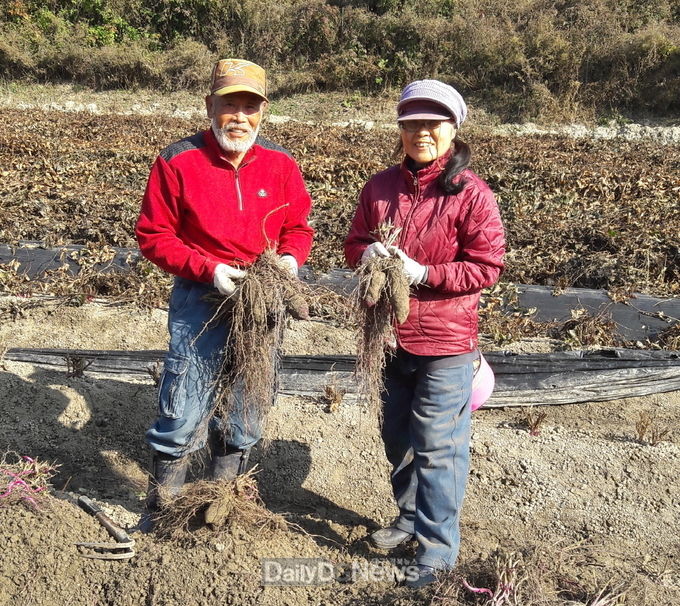 겉도 자색, 속도 자색, 자색마를 아시나요 (자색마를 들고 있는 전경재씨 부부 모습)