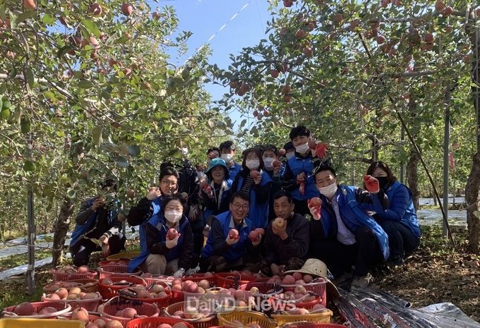칠곡군농업기술센터, 기산면 농가에서 사과 수확 봉사활동 실시