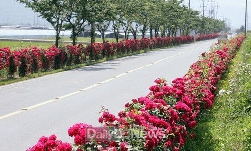 각남면 도로변 특색있는 장미꽃길 조성