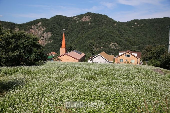 한국농어촌 공사 제공) (메밀꽃전경)충북 보은 구병마을은 메밀꽃축제로 농촌 고유의 가치인 경관과 공동체를 복원했다