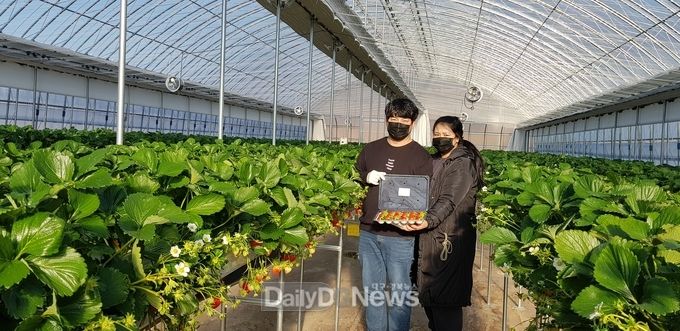 울진군, 청년 농업인 스마트 딸기CEO 육성 나서