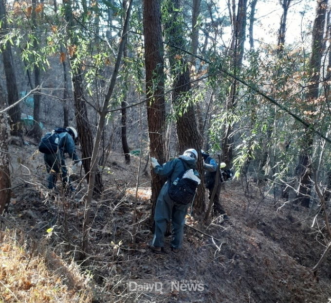 포항시, 2021년 소나무재선충병 방제사업 본격 시작