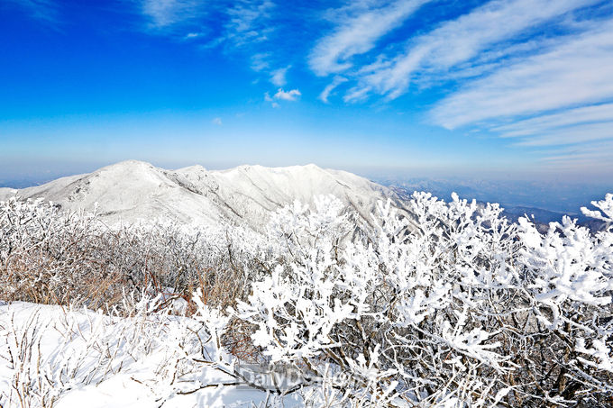 경상북도 제공) 영주 소백산 설경