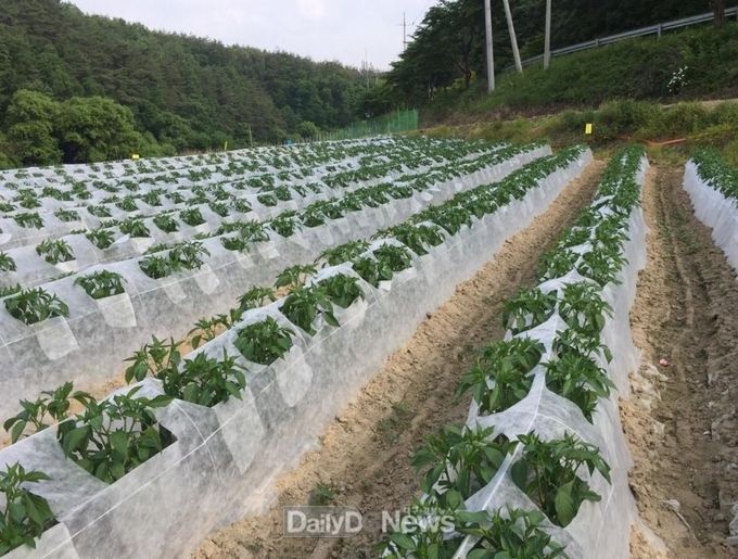 청송군, 고추 재배여건 개선·지원에 앞장-막덮기 재배