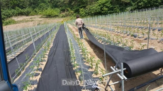 청송군, 고추 재배여건 개선·지원에 앞장-부직포설치