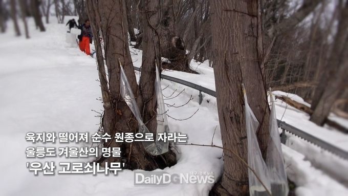 울릉군 제공) 우산고로쇠 수액채취 장면