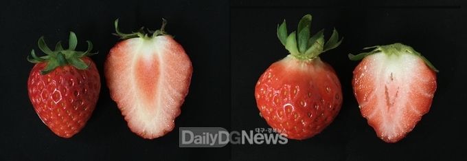 고령 군 제공) 딸기 신품종) 좌 금실, 우 설향
