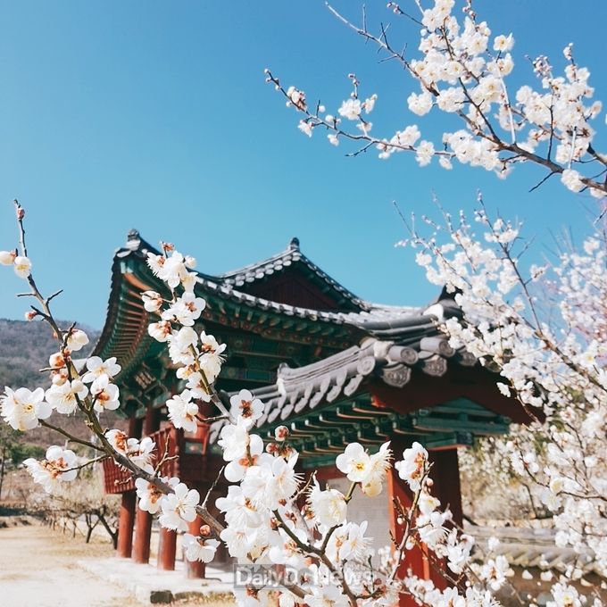 회연서원(봄)