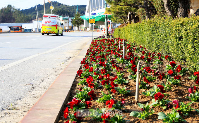 울진군, 도로변 곳곳에 화사한 봄꽃 식재