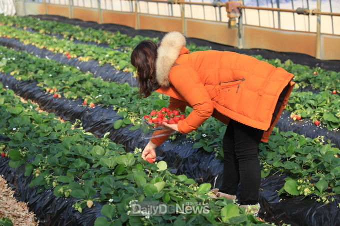 왕피천공원 딸기수확체험 단체접수
