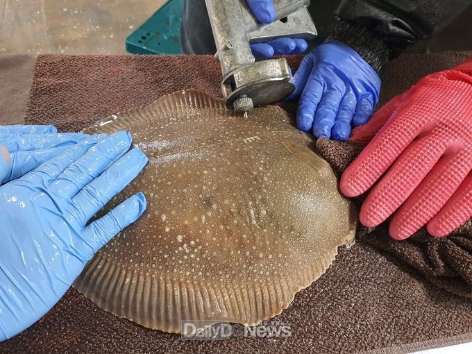 경상북도 제공) 줄가자미 어미 호르몬 주입