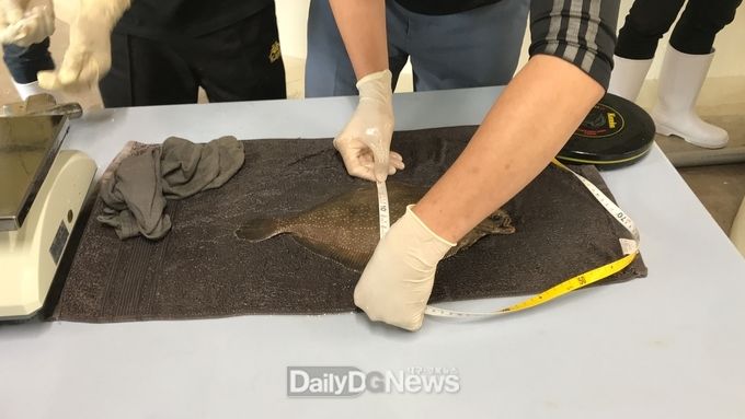 줄가자미 어미 측정