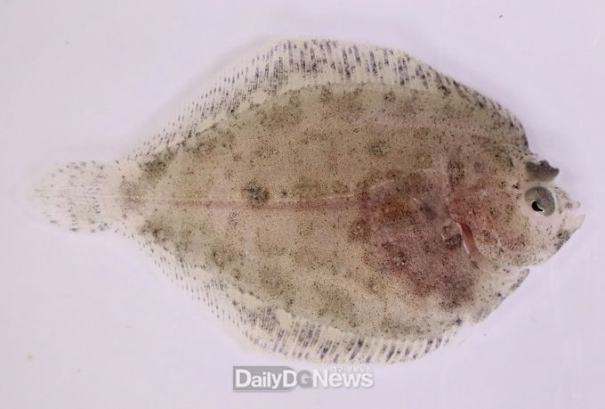 부화 후 120일 후_줄가자미