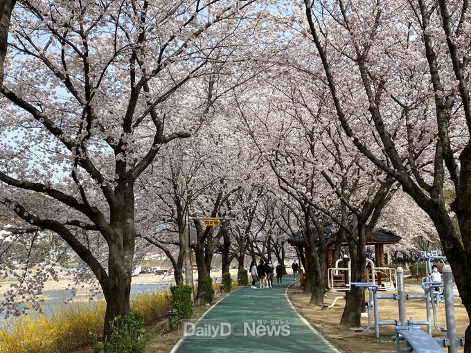 3월 31일 상주시 북천변 등 시가지 일원에 평년보다 포근한 날씨로 일찍 개화시기를 맞은 벚꽃들이 하루가 다르게 꽃망울을 활짝 터뜨려 만개했다.