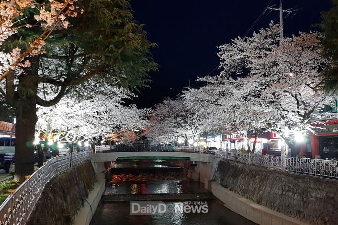 김천시, 직지사 벚꽃길 경관조명 점등