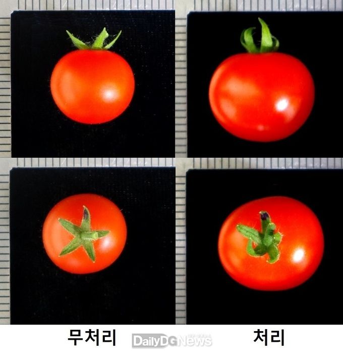 국립백두대간수목원 제공) 천연 당류의 과실크기 증대 효과 사진