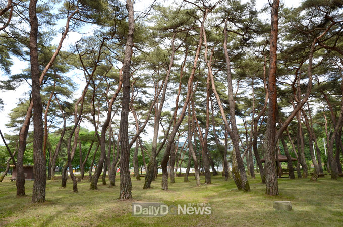 산소카페 청송군, 명품 산림자원 보호 ‘앞장’