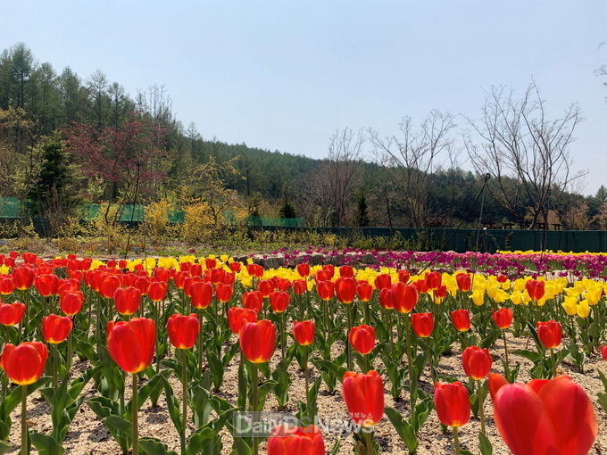 국립백두대간수목원 제공에) 2020년 무지개정원 꽃 만개 사진