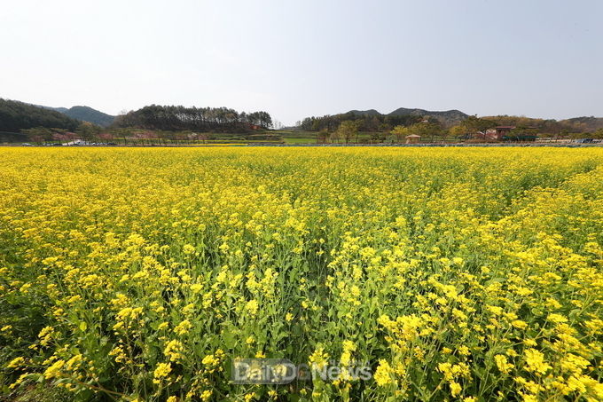예천군, 회룡포 유채꽃 밭 전경