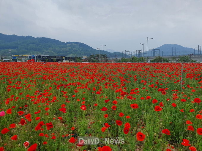 김천시, 율곡동 혁신도시 KTX역 부근 꽃양귀비 붉은 물결 장관